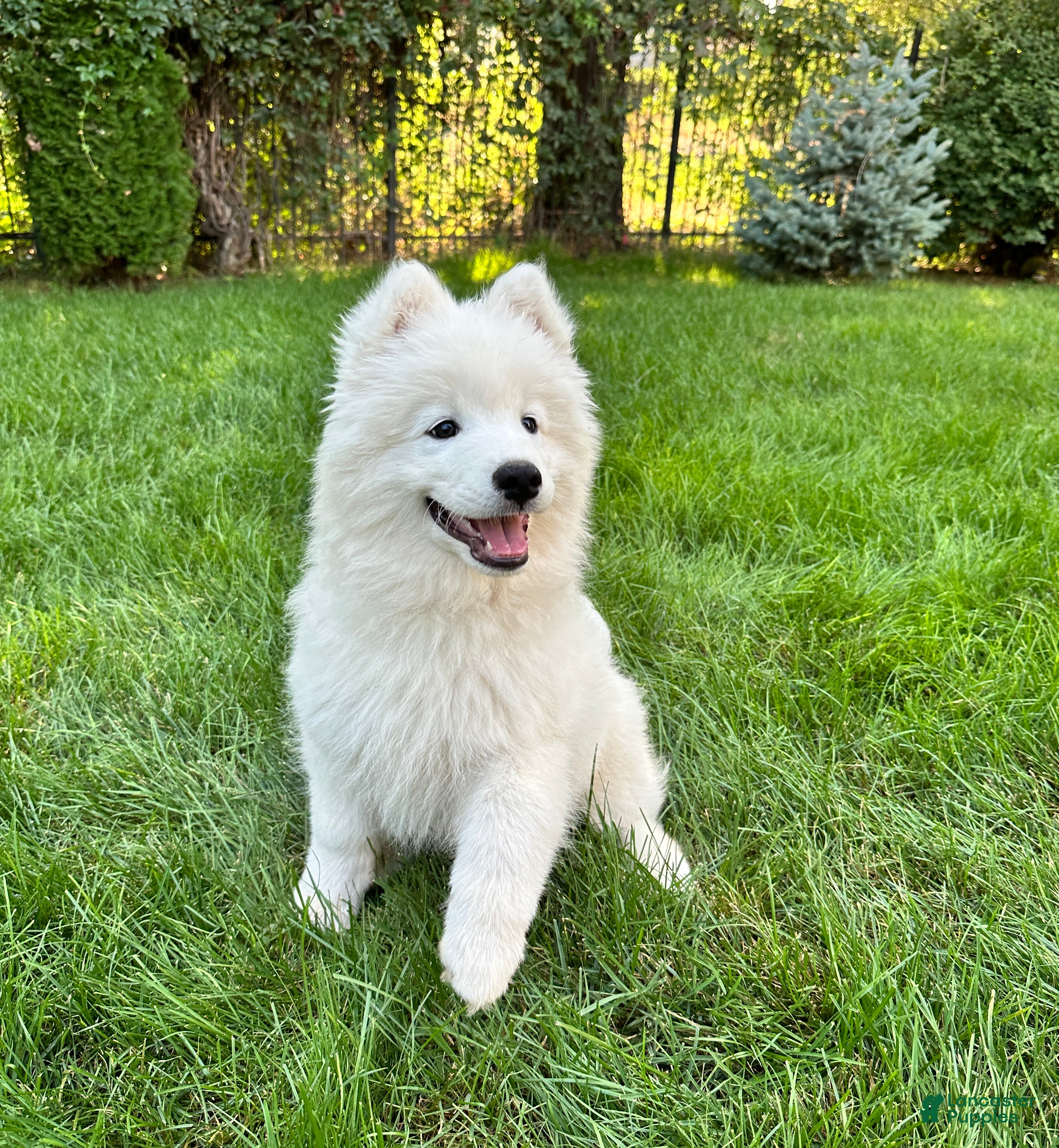 Puppy Average Samoyed Price Purebred Samoyed Puppies For Sale