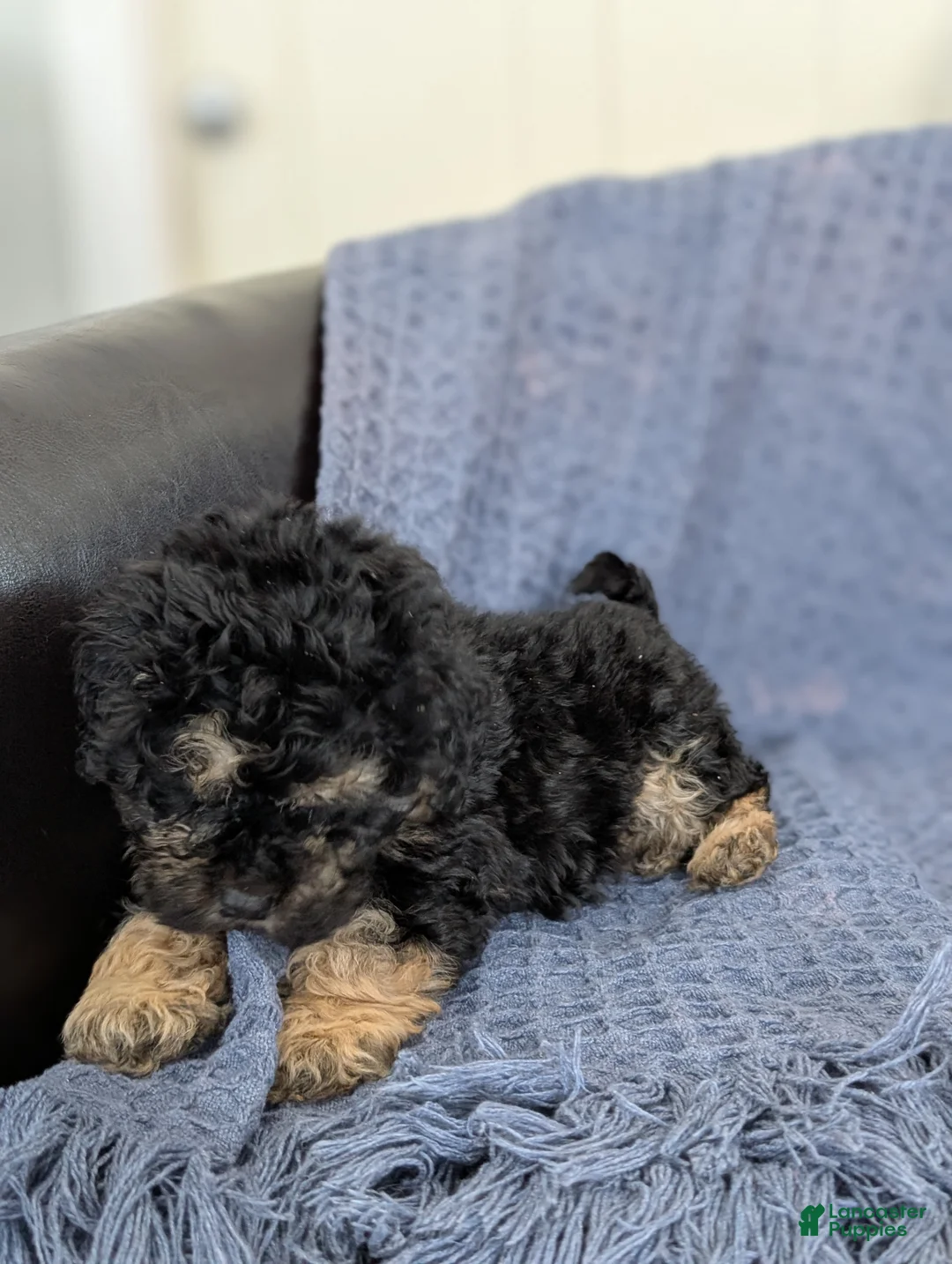 Cockapoo dogs for sale: Tiny Atlas - Ad 2