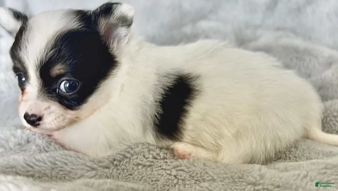 Chihuahua dogs for sale: Chihuahua Puppy 1 - Ad 2