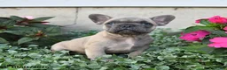 French Bulldog dogs for sale: Foster - Ad 2