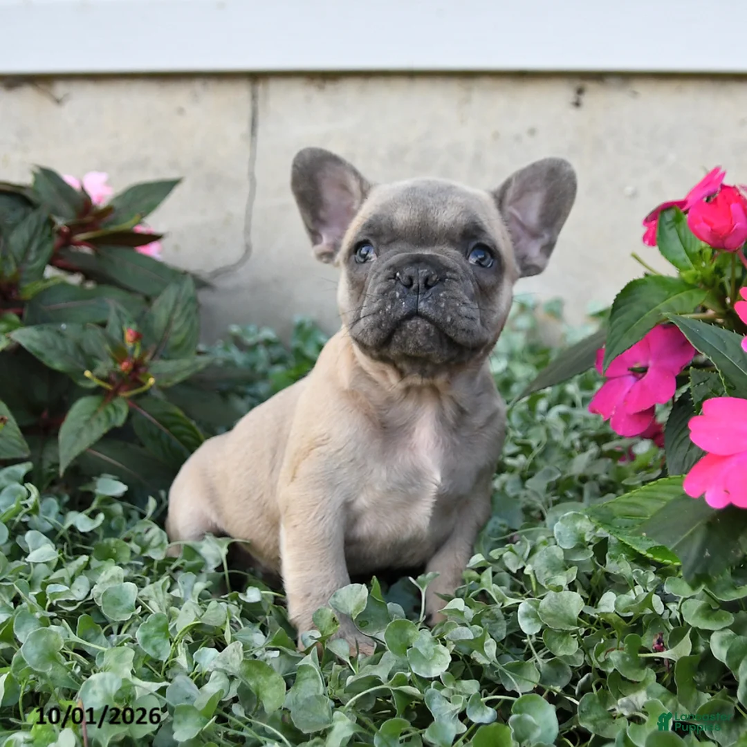 French Bulldog dogs for sale: Foster - Ad 2