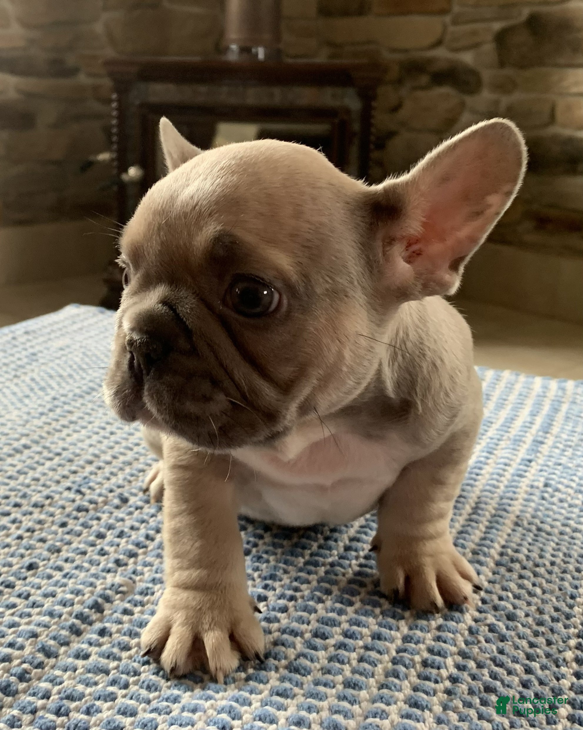 French Bulldog dogs Diesel - Ad 1