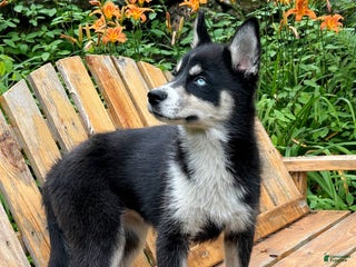 Siberian Husky dogs Starlight - Ad 10