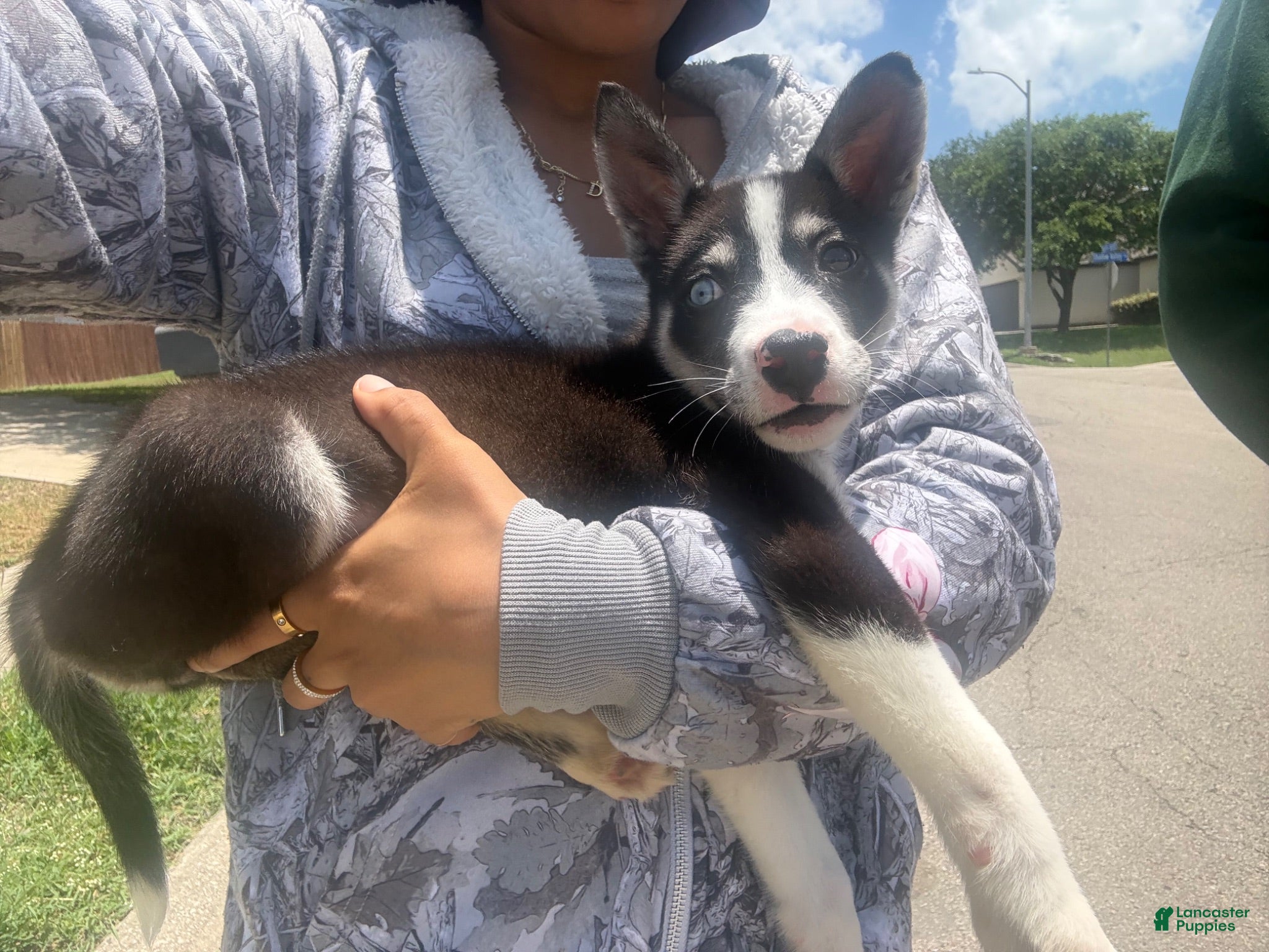 Mixed Breed dogs Mother/Pup.  - Ad 16