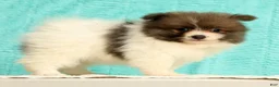 Pomeranian dogs for sale: Manny - Ad 4