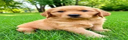 Golden Retriever dogs for sale: female golden retriever puppy - Ad 5