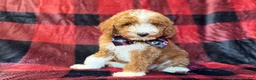Miniature Poodle dogs for sale: Twix - Ad 5
