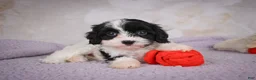 Cavapoo dogs for sale: Cavapoo 2 - Ad 7