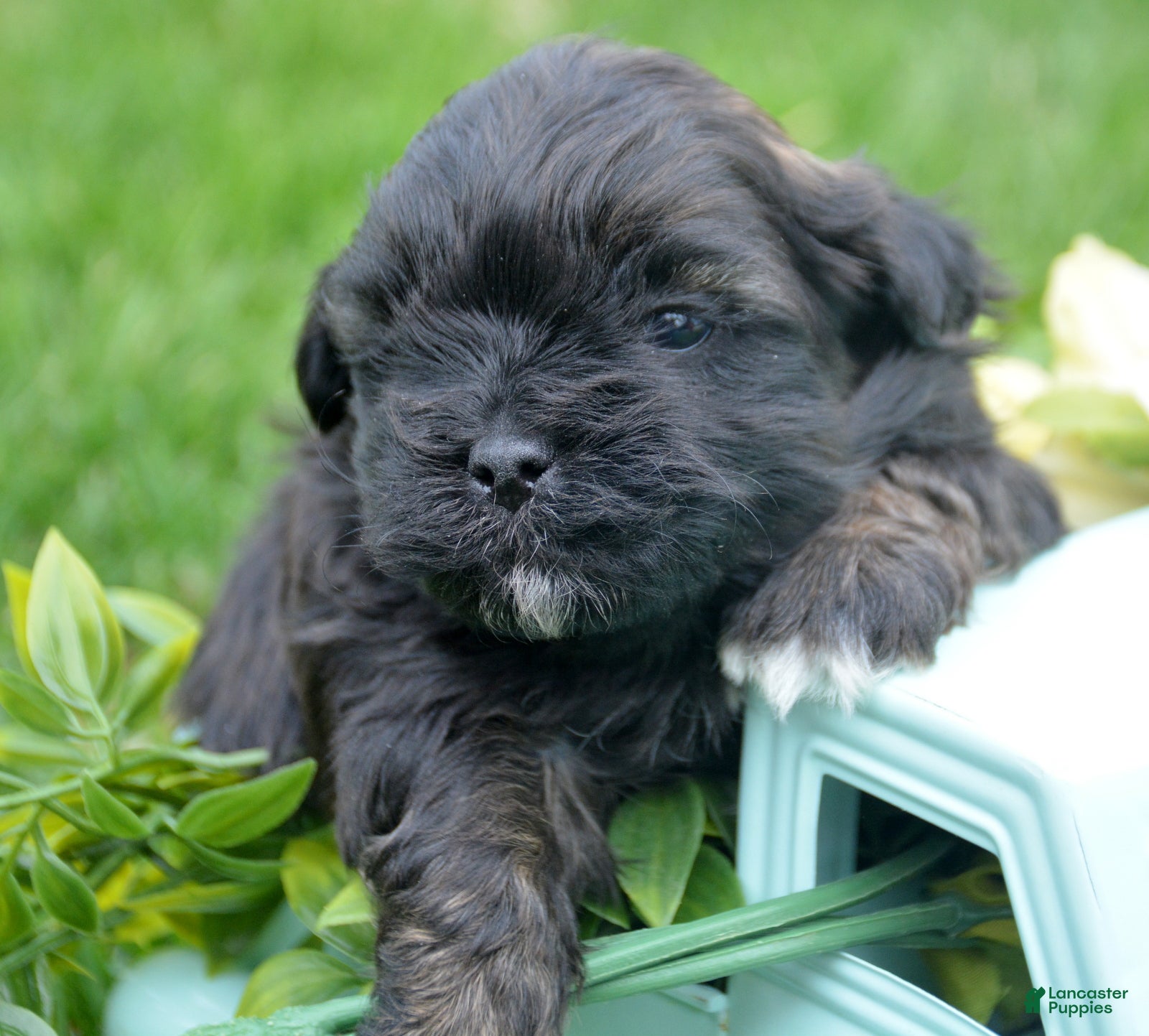 Shihpoo dogs Shihpoo Sam - Ad 18