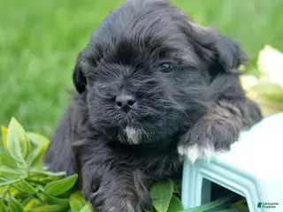 Shihpoo dogs Shihpoo Sam - Ad 18