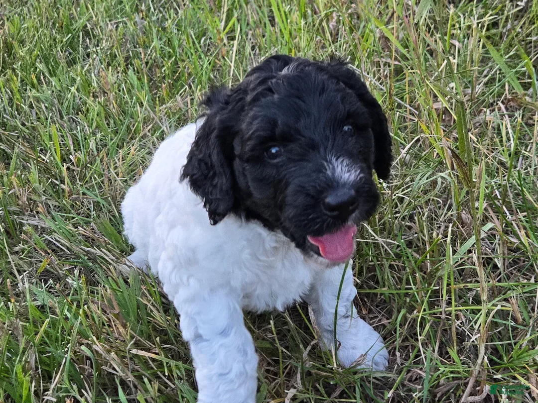 Newfypoo dogs for sale: Starry - Ad 1