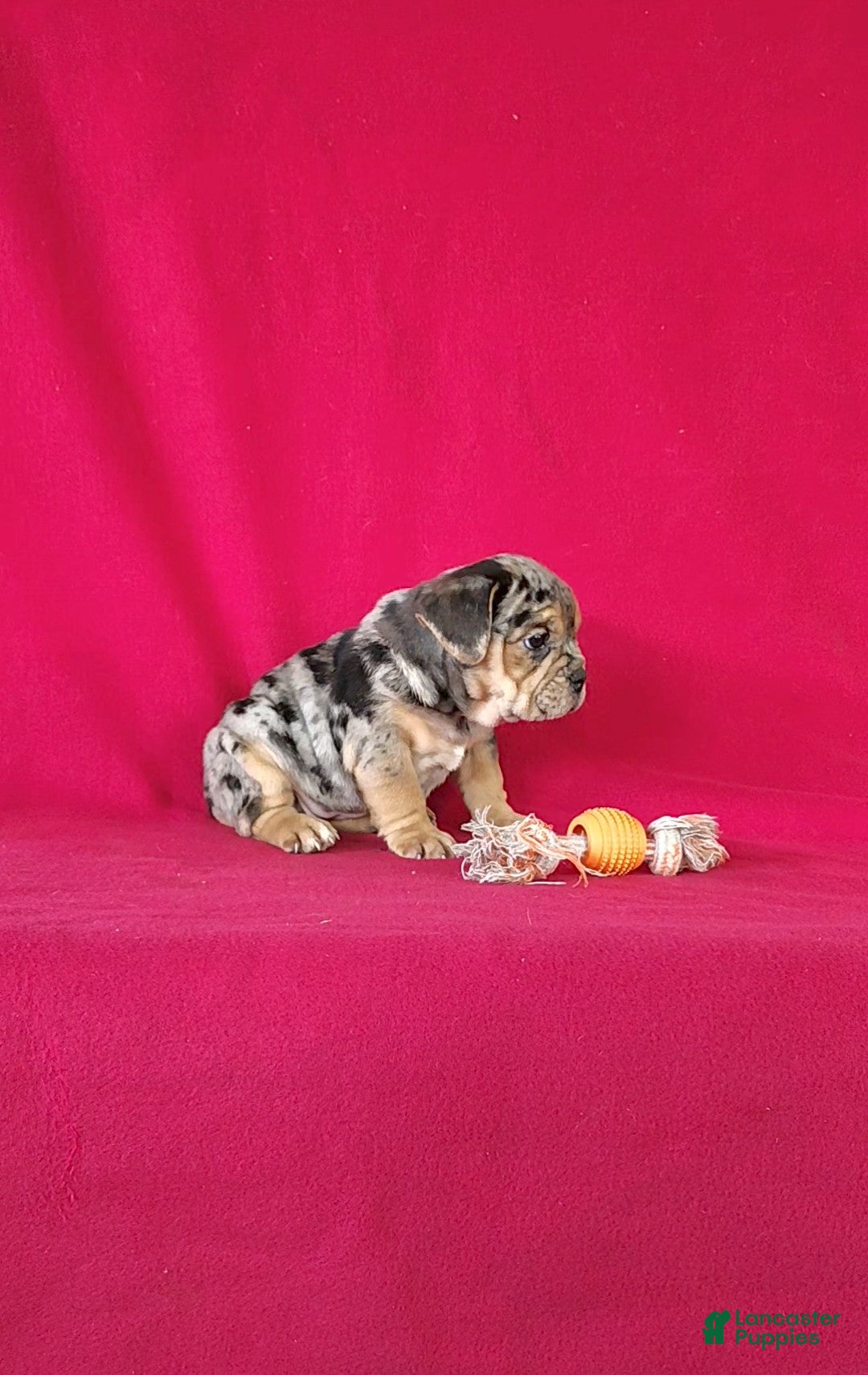 Mixed Breed dogs for sale: Brynn - Ad 2