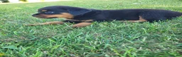 Rottweiler dogs for sale: Jack  - Ad 2