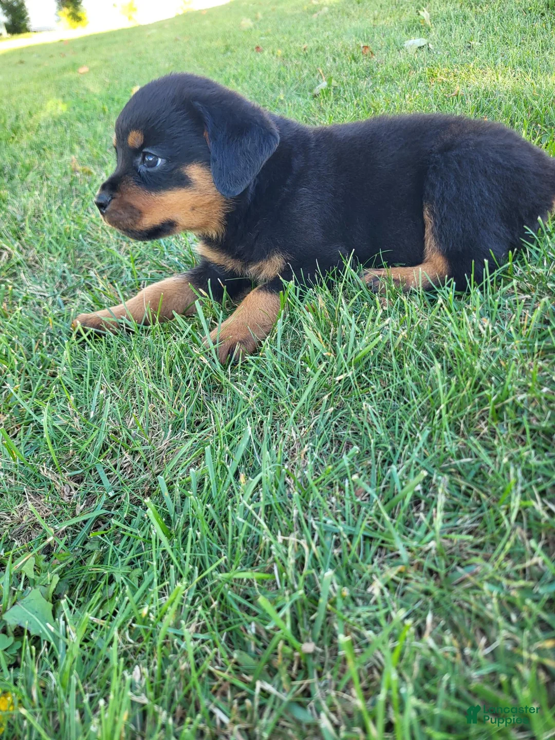 Rottweiler dogs for sale: Jack  - Ad 2
