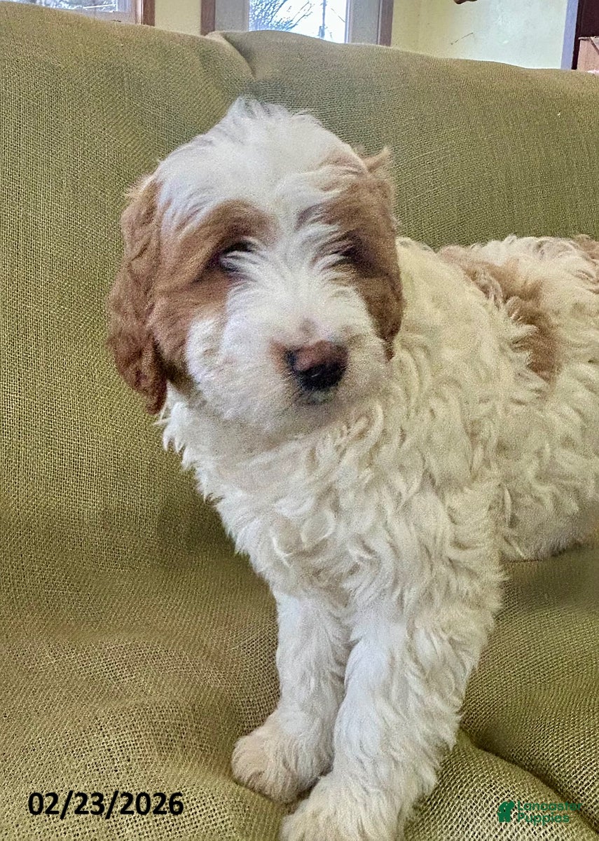 Mini Goldendoodle dogs Rocket - Ad 2