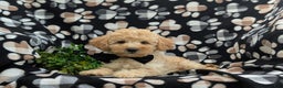 Cockapoo dogs for sale: Moore Hypoallergenic - Ad 14
