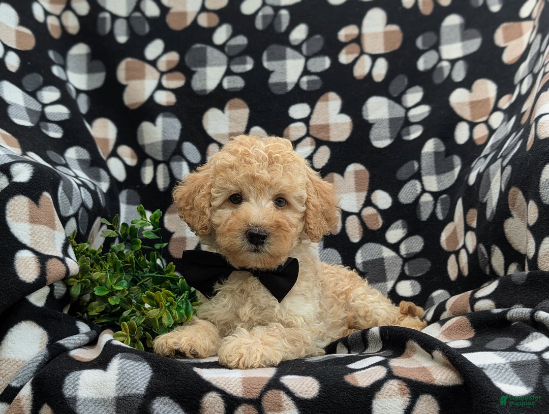 Cockapoo dogs for sale: Moore Hypoallergenic - Ad 14