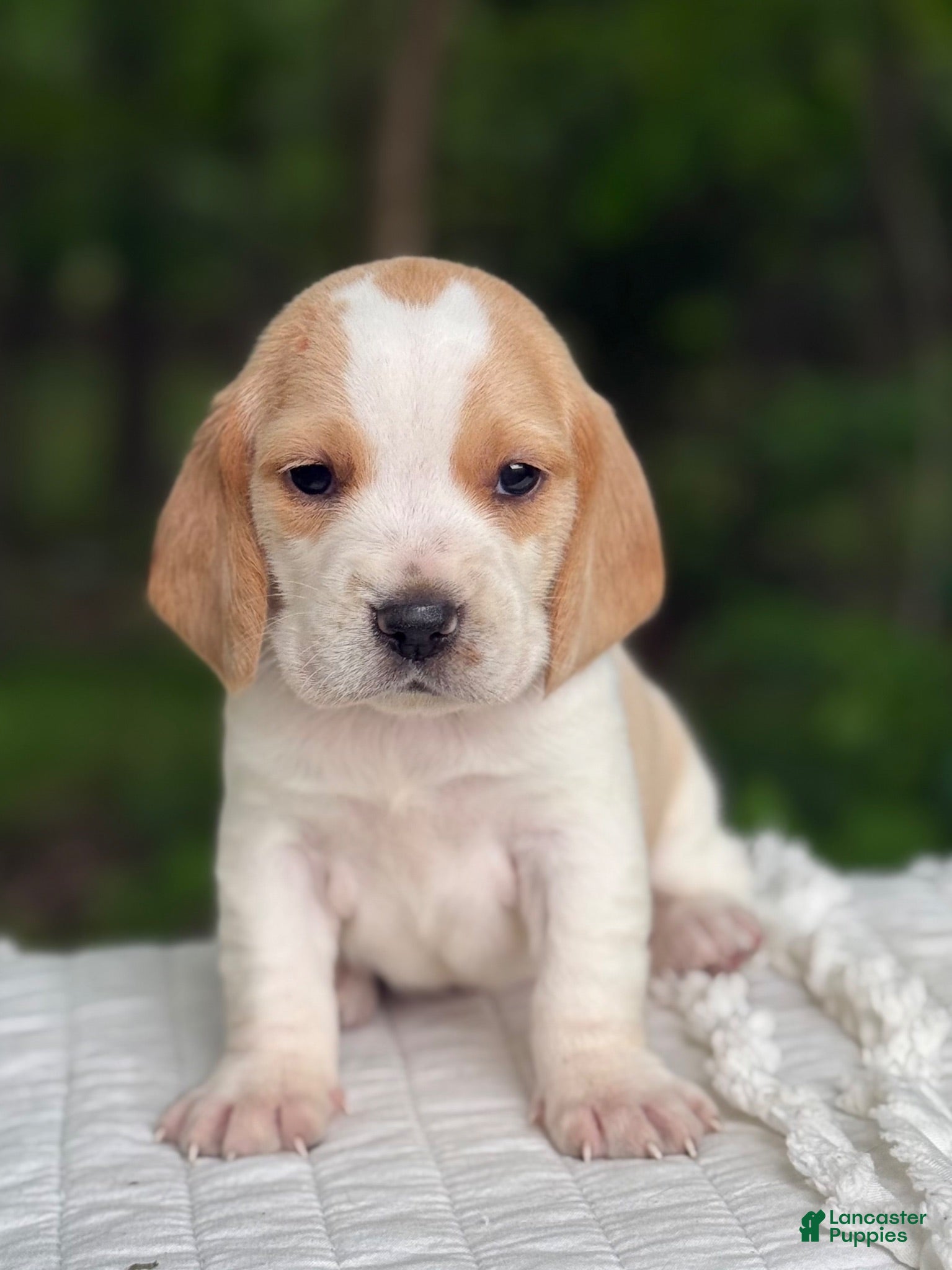 Beagle dogs Ava - Ad 2