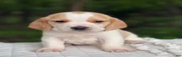 Beagle dogs for sale: Ava - Ad 2