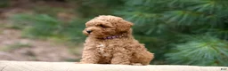 Miniature Poodle dogs for sale: Miniature Poodle 3 - Ad 2