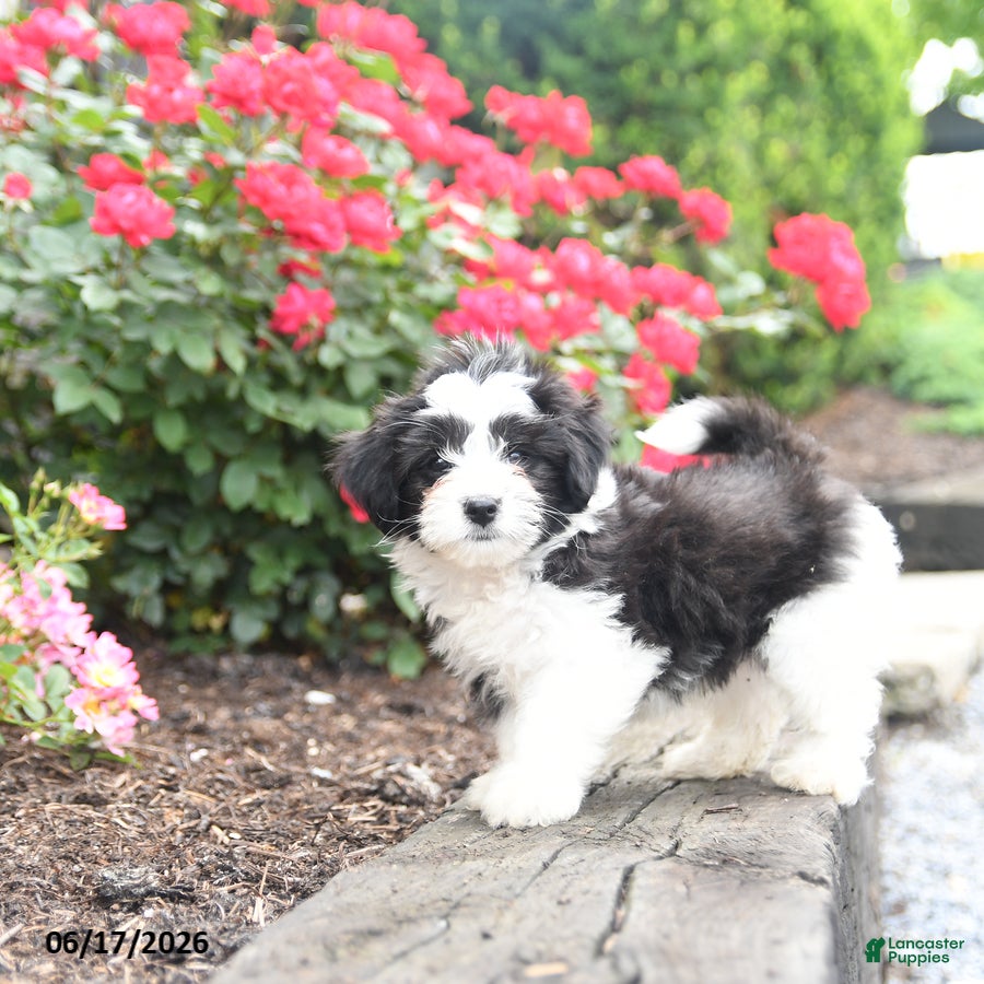 Mixed Breed dogs Jerry - Ad 2