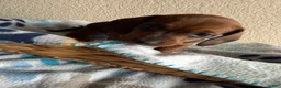 Dachshund dogs for sale: Sophie  - Ad 4