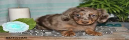 Miniature Dachshund dogs for sale: Colten - Ad 3