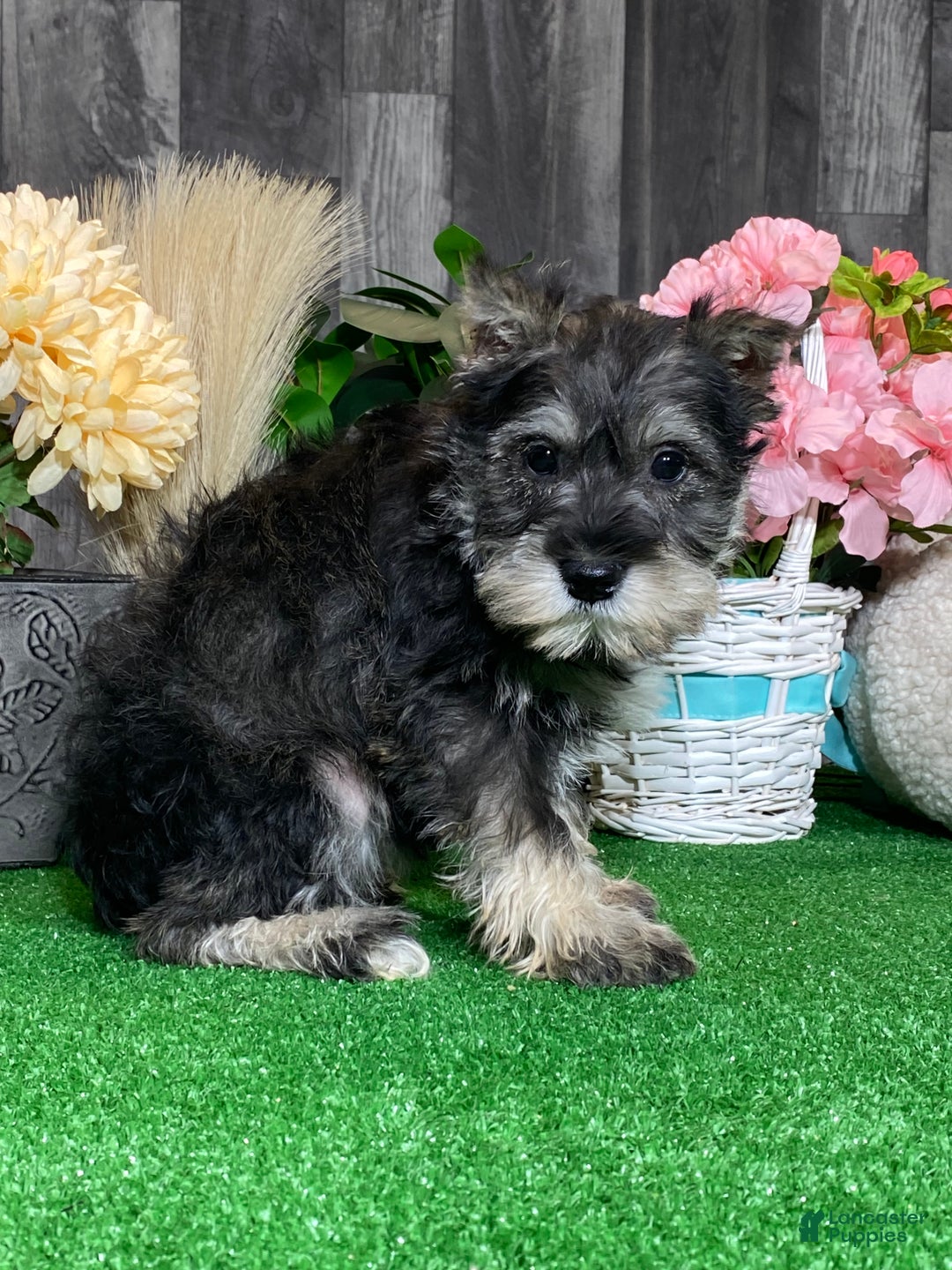 Miniature Schnauzer dogs for sale: Kiki - Ad 2