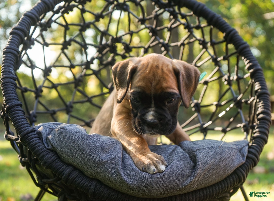 Boxer dogs for sale: Green Collar – Forest - Ad 5