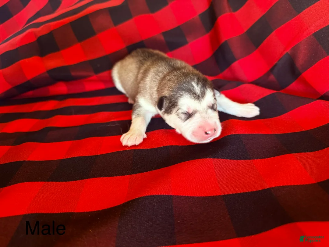 Alaskan Malamute dogs for sale: Alaskan Malamute Puppy 1 - Ad 3