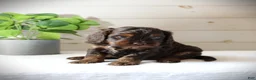 Cockapoo dogs for sale: Turner - Ad 3