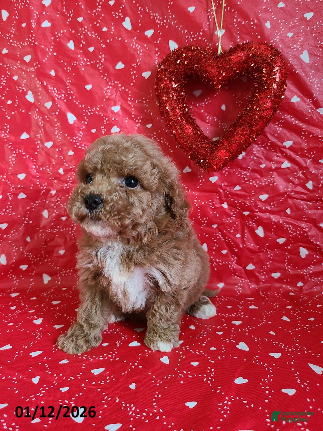 Bichpoo dogs for sale: Dash - Ad 2