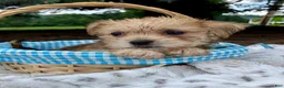 Morkie dogs for sale: Otis - Ad 4