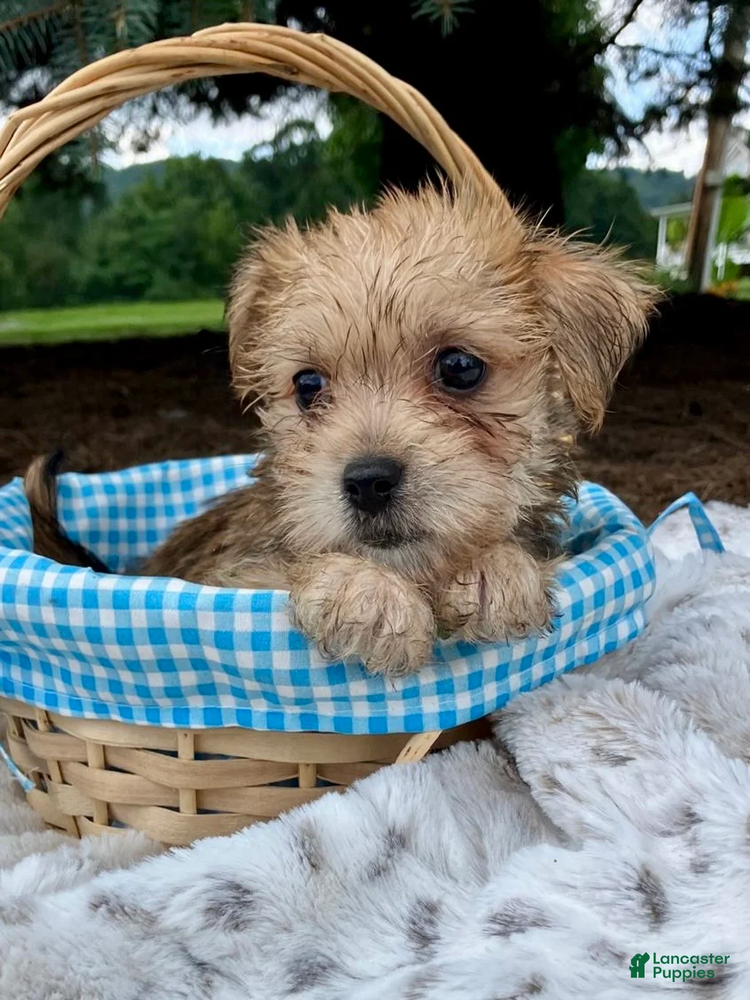 Morkie dogs for sale: Otis - Ad 4
