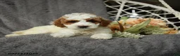 Goldendoodle dogs for sale: Gerldine - Ad 4