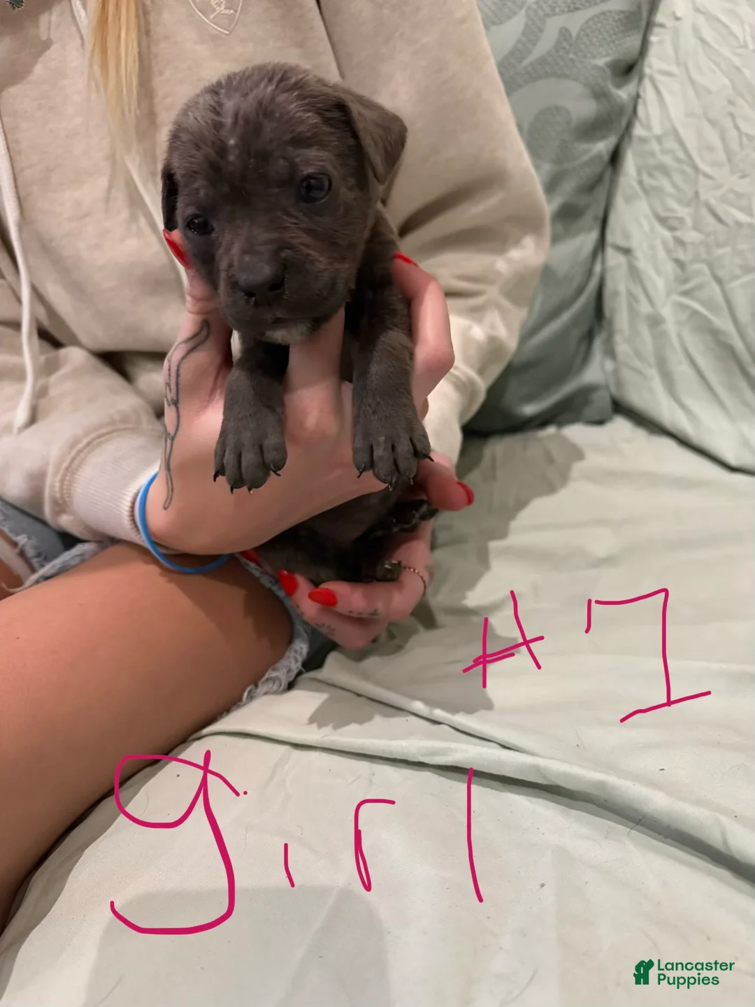 Cane Corso dogs for sale: Cane Corso Puppy 8 - Ad 1
