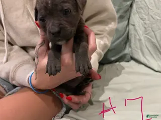 Cane Corso dogs Cane Corso Puppy 8 - Ad 39