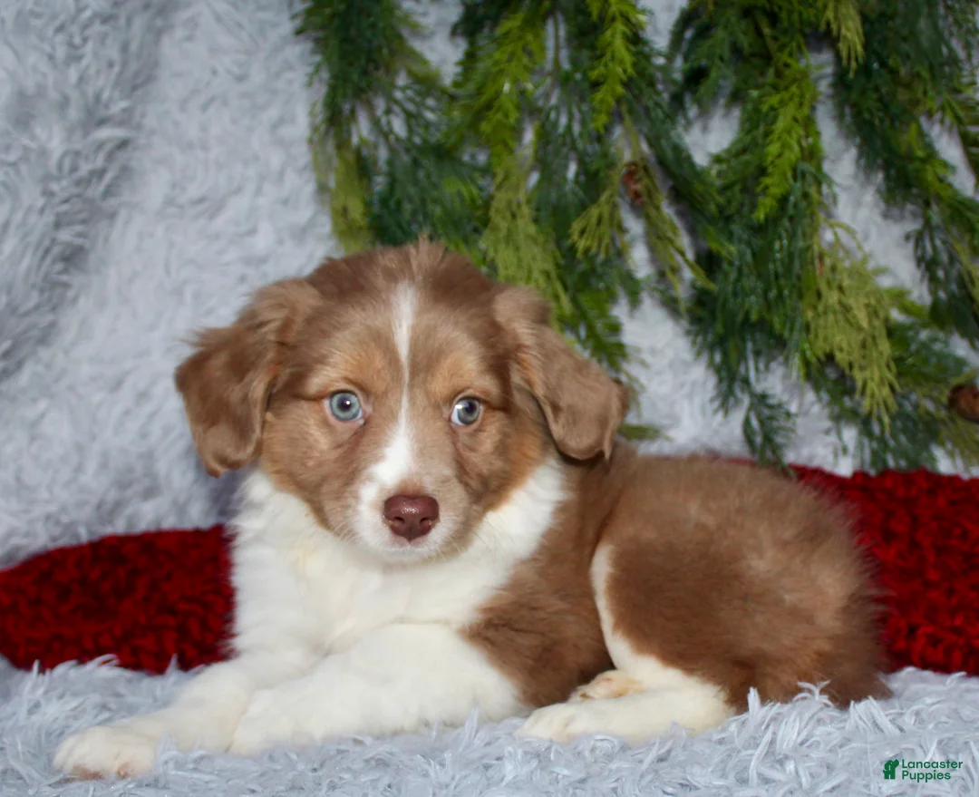 Miniature Australian Shepherd dogs for sale: Jesse - Ad 4
