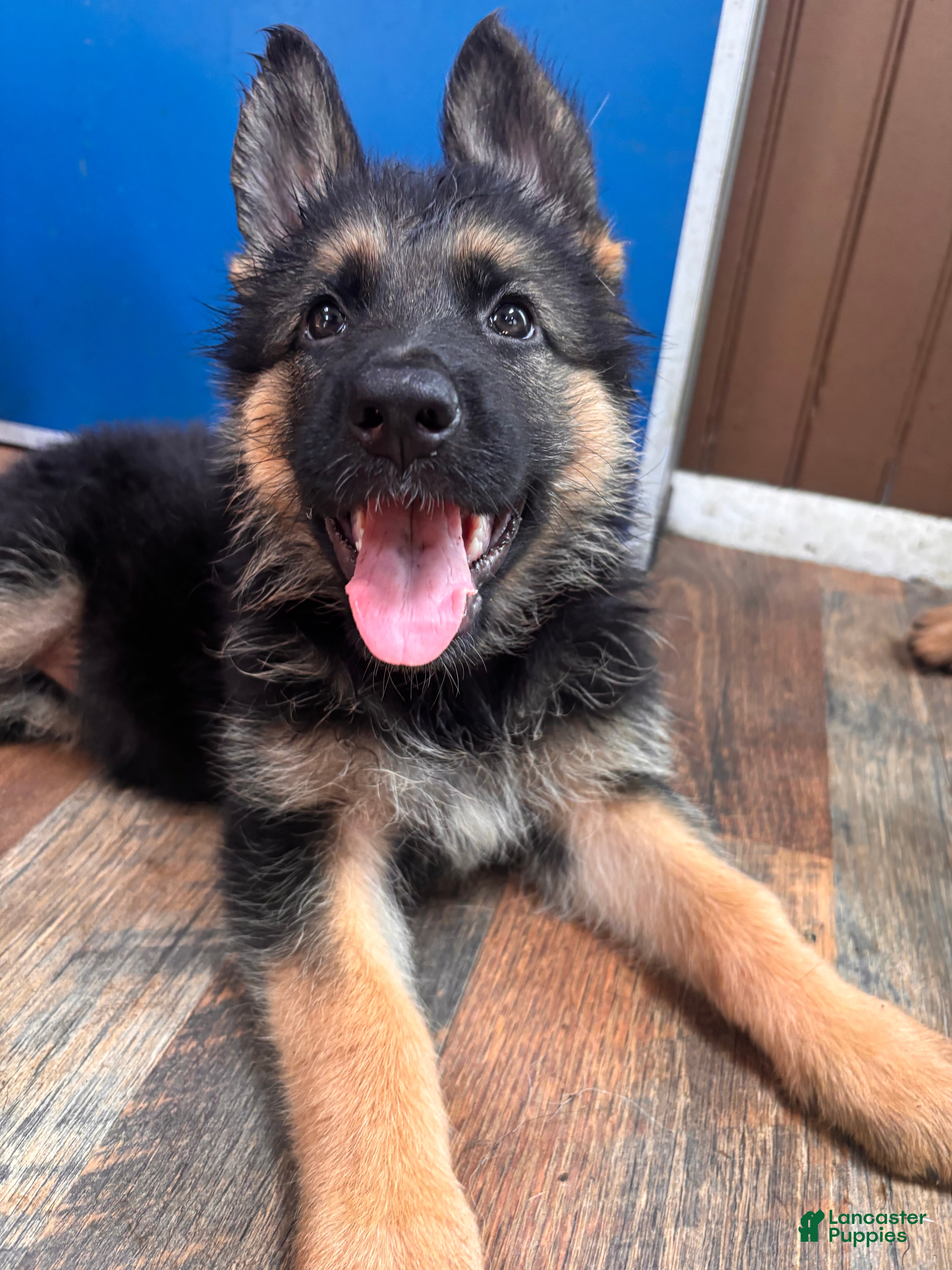 German Shepherd dogs Olive (Yellow Collar) - Ad 5