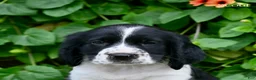 English Springer Spaniel dogs for sale: Scout  - Ad 5