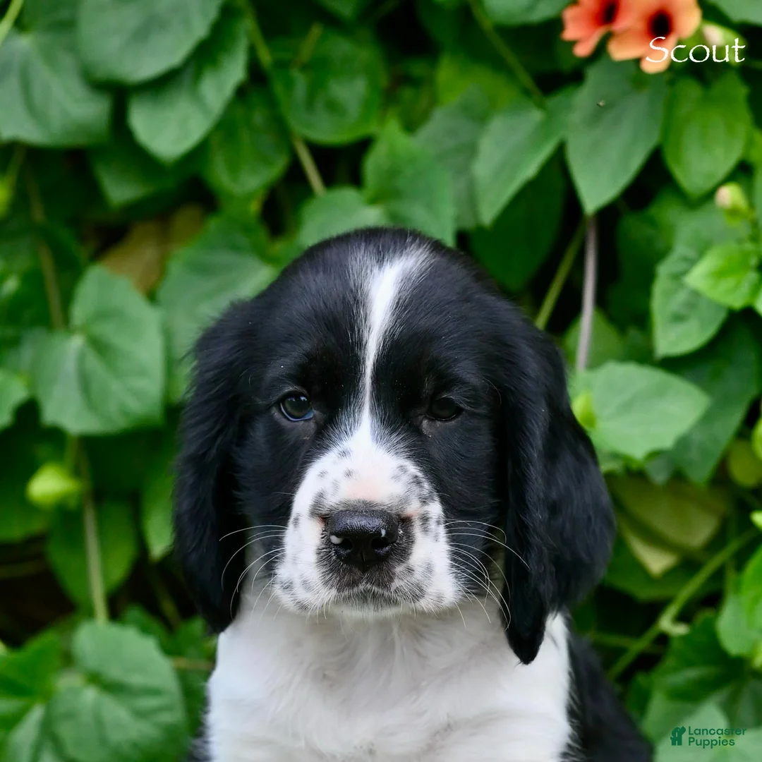 English Springer Spaniel dogs for sale: Scout  - Ad 5