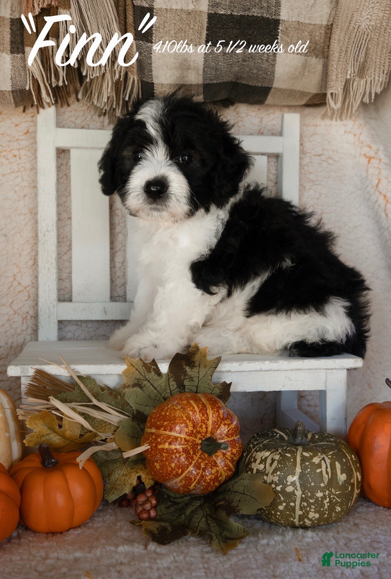 Bernedoodle dogs Finn - Ad 18