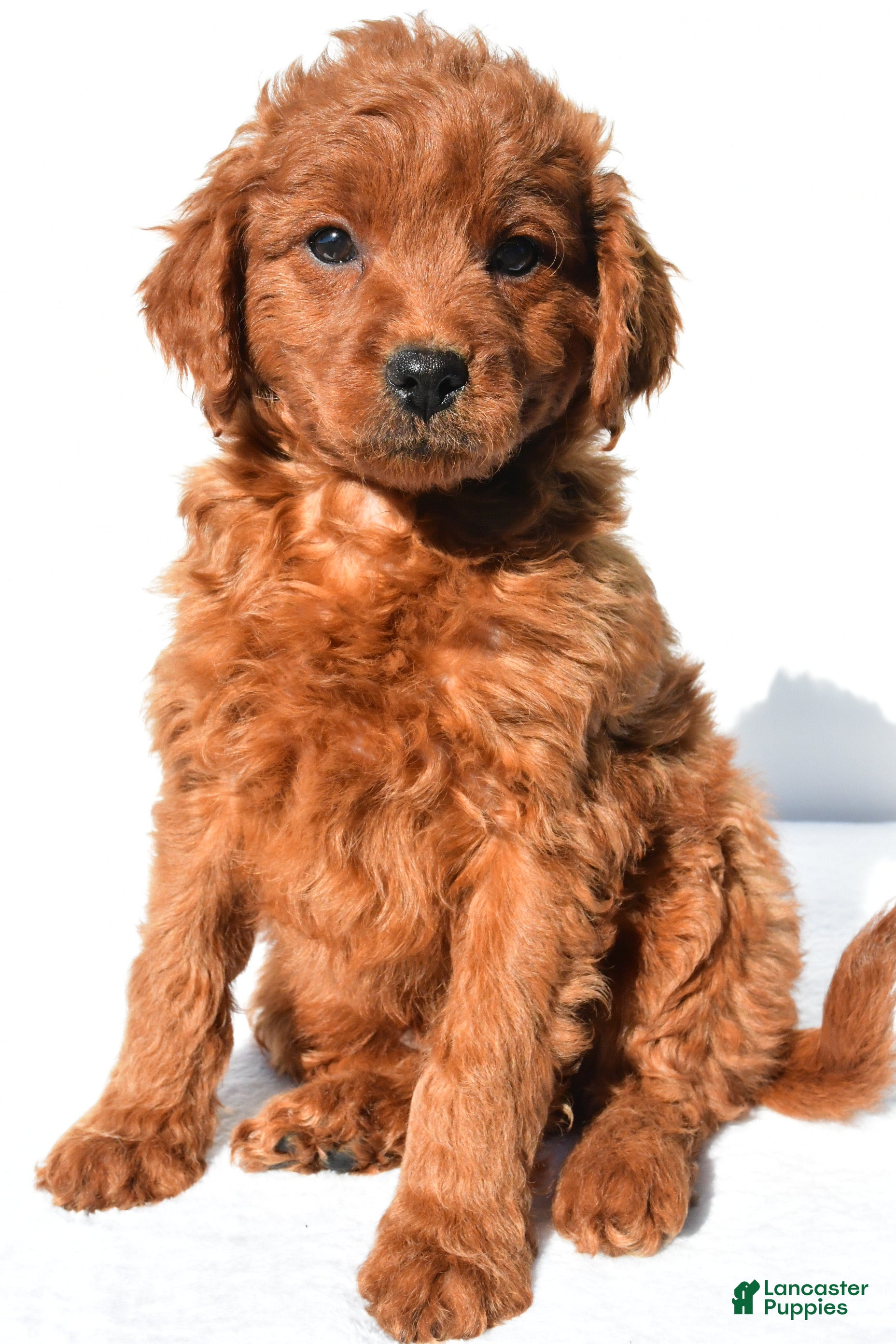 Tucker (Doodle / designer cross, Male) in Baltic, OH