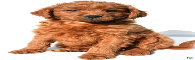 Tucker