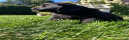 Newfoundland dogs for sale: Sophia - Ad 3
