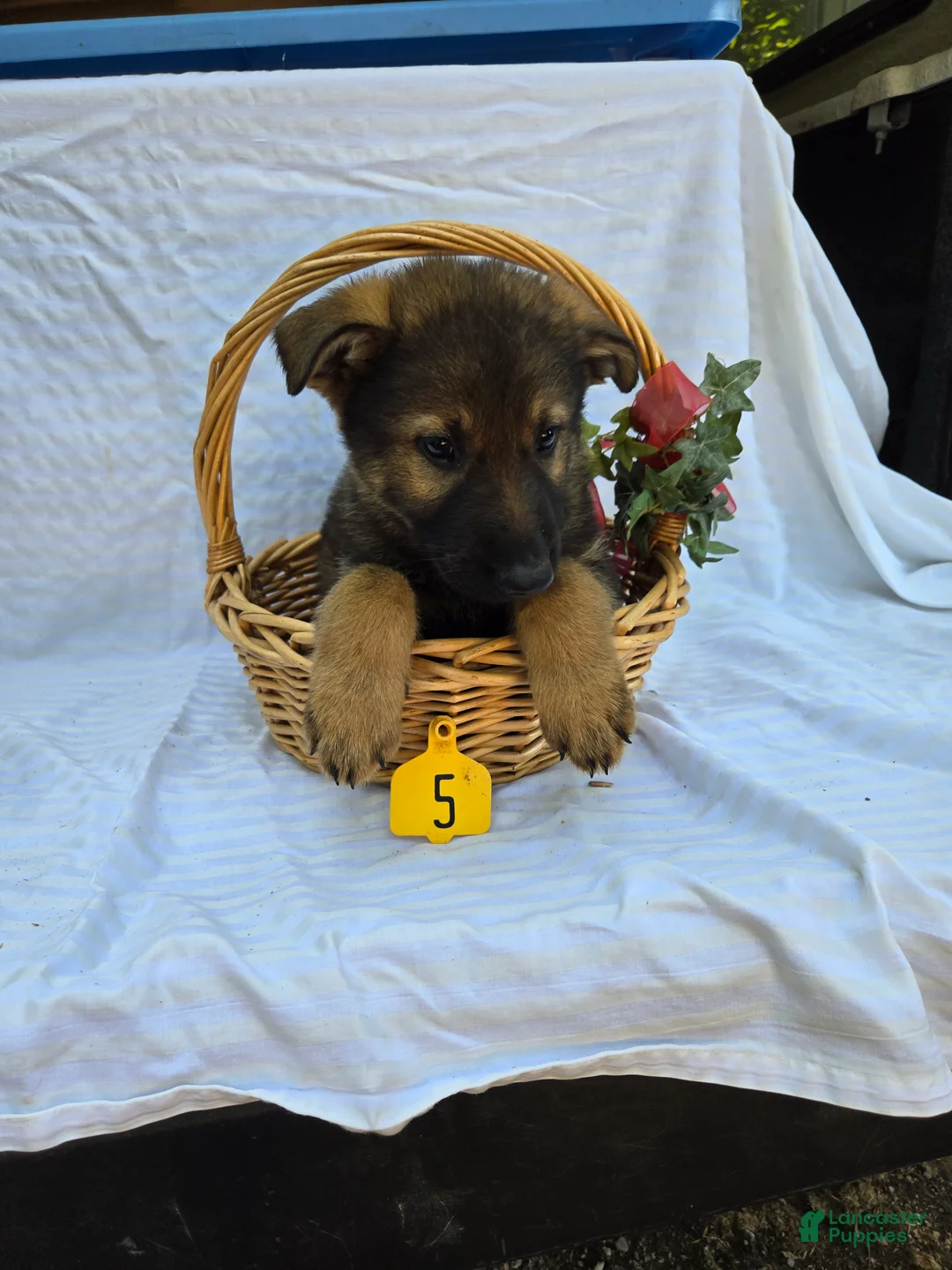 German Shepherd dogs for sale: German Shepherd 5 - Ad 2
