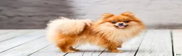 Pomeranian dogs for sale: Rubble  - Ad 7