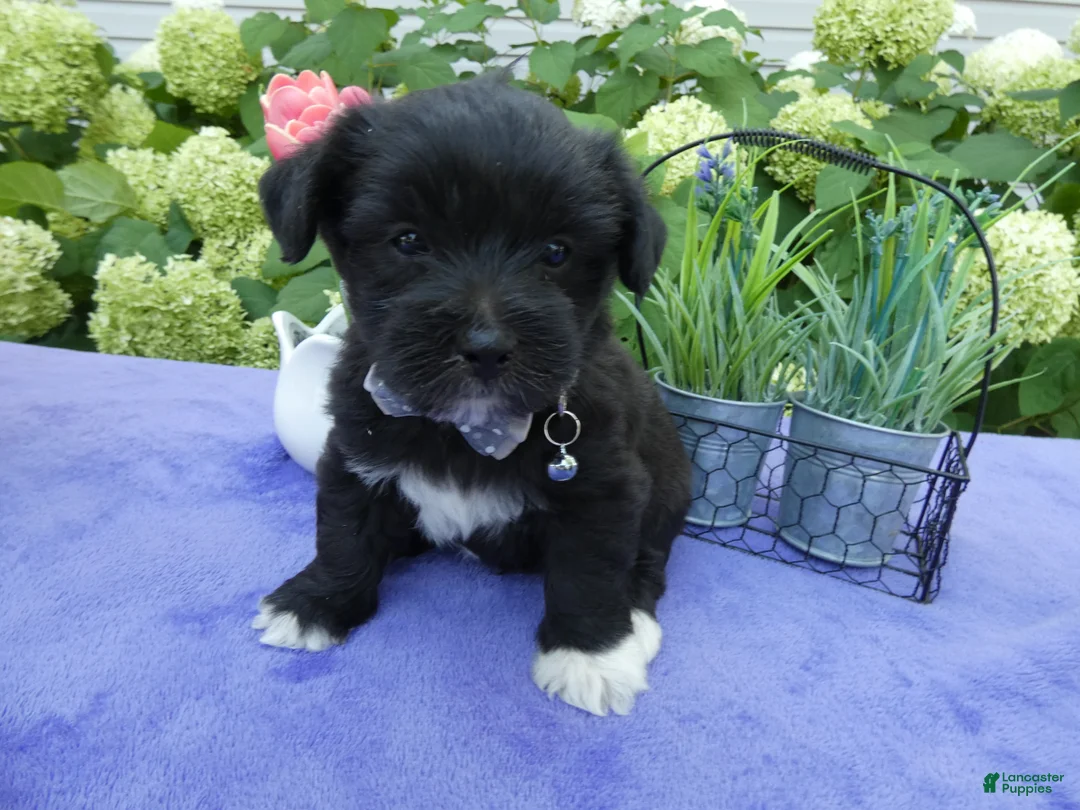 Bichpoo dogs for sale: Bichpoo 1 Rolo - Ad 1