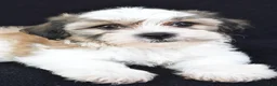 Teddy Bear dogs for sale: Chance - Ad 7