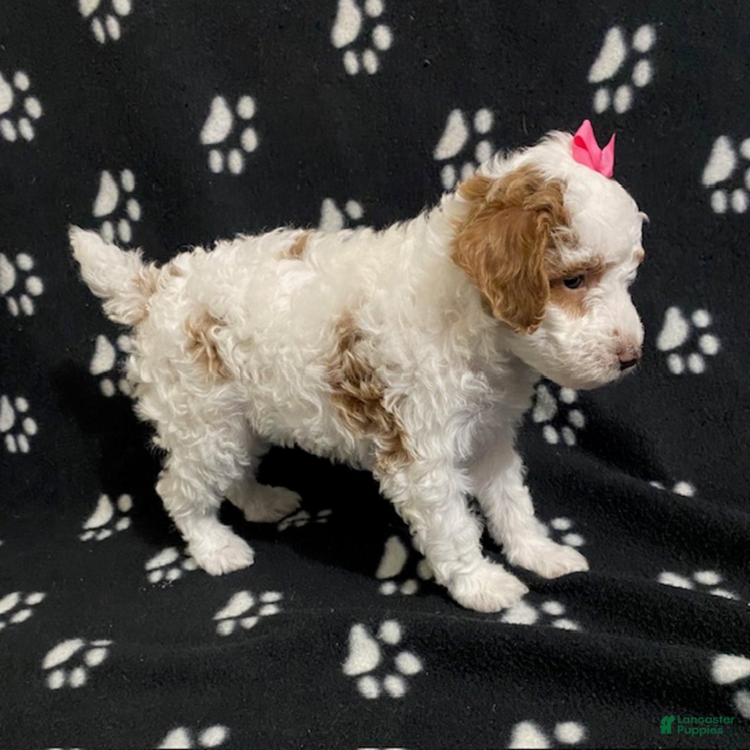 Miniature Poodle dogs for sale: Buttercup - Ad 3